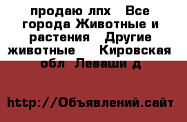 продаю лпх - Все города Животные и растения » Другие животные   . Кировская обл.,Леваши д.